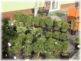 PHU "ZORZA" Wojciech Jastrzębski