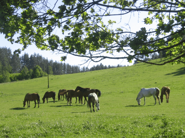  Rancho"Zielony koń"