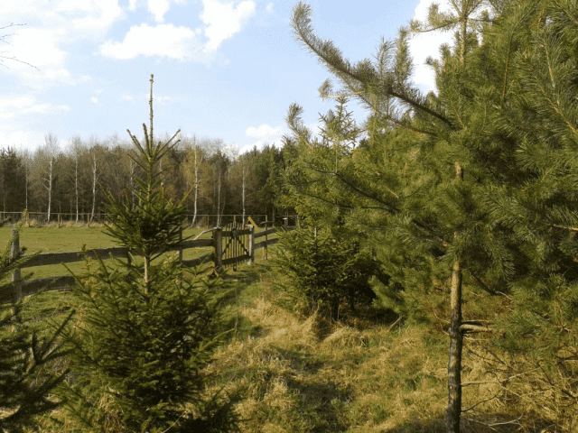 Andrzej Merko - wybaczanie.pl