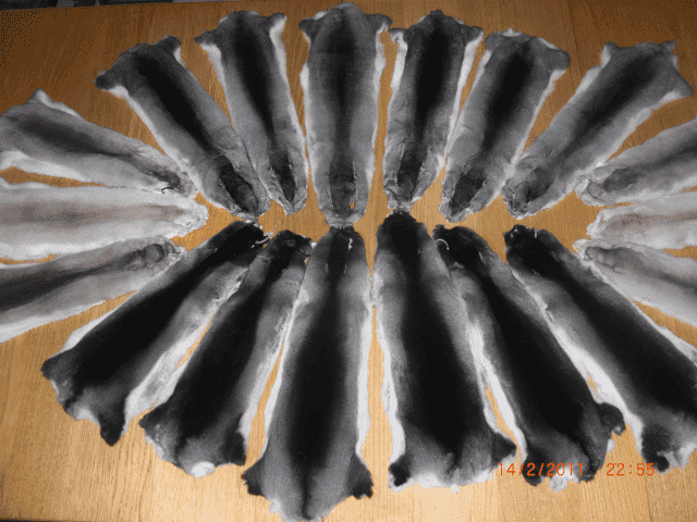 A&K Chinchillas s.c. Luberda Anna, Szopiński Krzysztof.