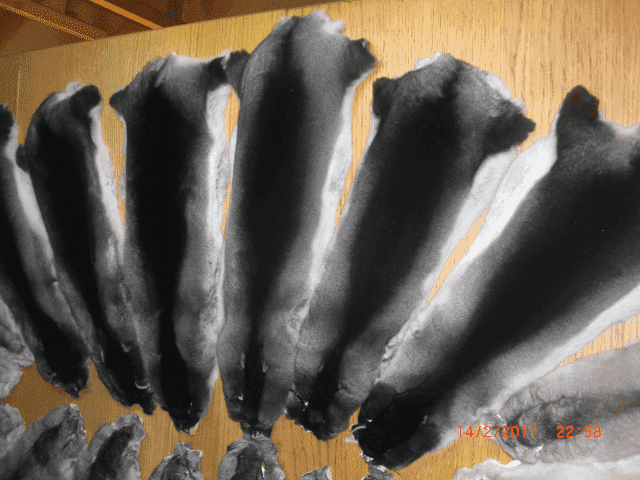 A&K Chinchillas s.c. Luberda Anna, Szopiński Krzysztof.