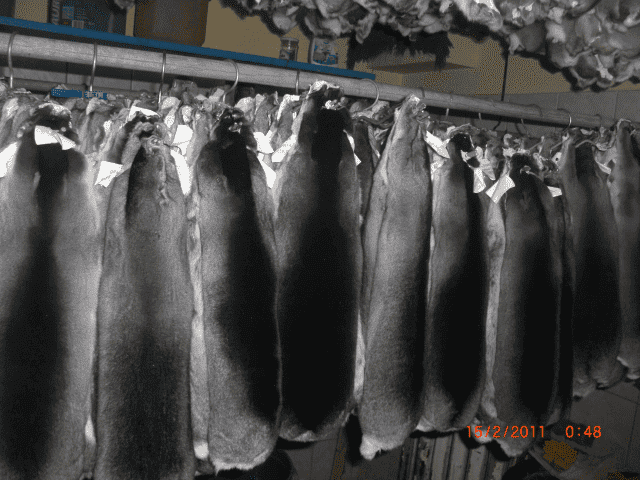 A&K Chinchillas s.c. Luberda Anna, Szopiński Krzysztof.