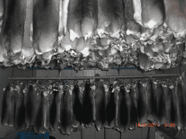 A&K Chinchillas s.c. Luberda Anna, Szopiński Krzysztof.
