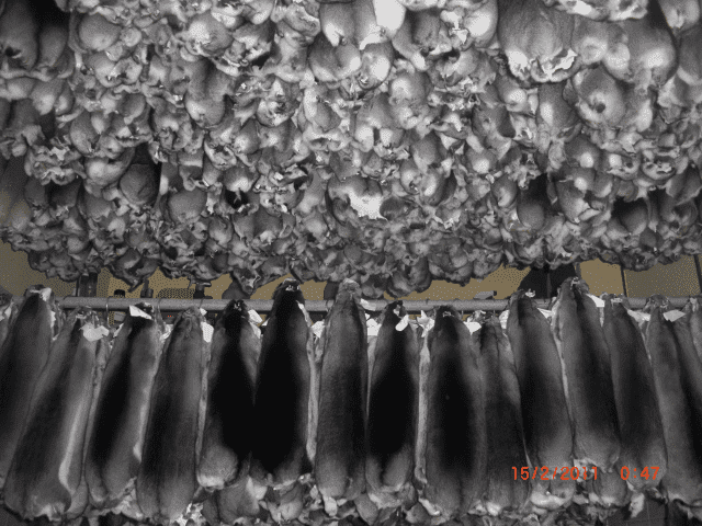 A&K Chinchillas s.c. Luberda Anna, Szopiński Krzysztof.
