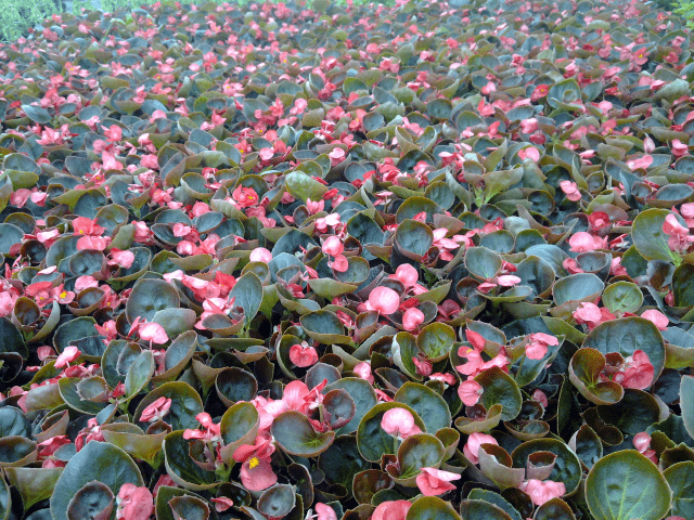 DIANT-POL POLSKA Ogrodnictwo Produkcyjne