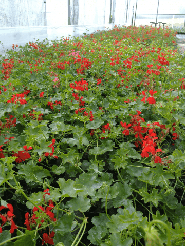 DIANT-POL POLSKA Ogrodnictwo Produkcyjne