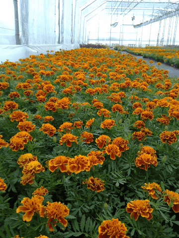 DIANT-POL POLSKA Ogrodnictwo Produkcyjne