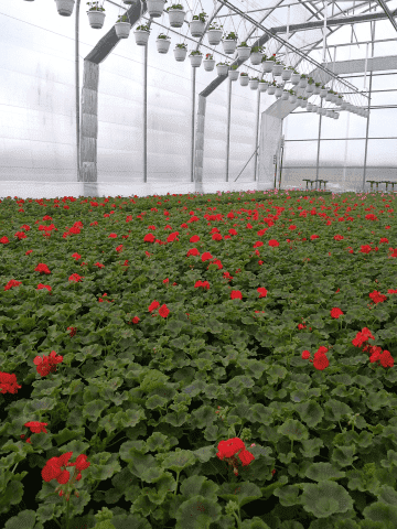 DIANT-POL POLSKA Ogrodnictwo Produkcyjne