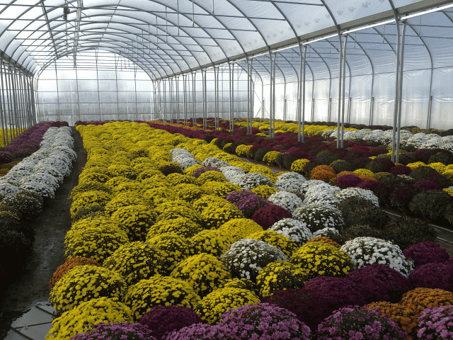 DIANT-POL POLSKA Ogrodnictwo Produkcyjne