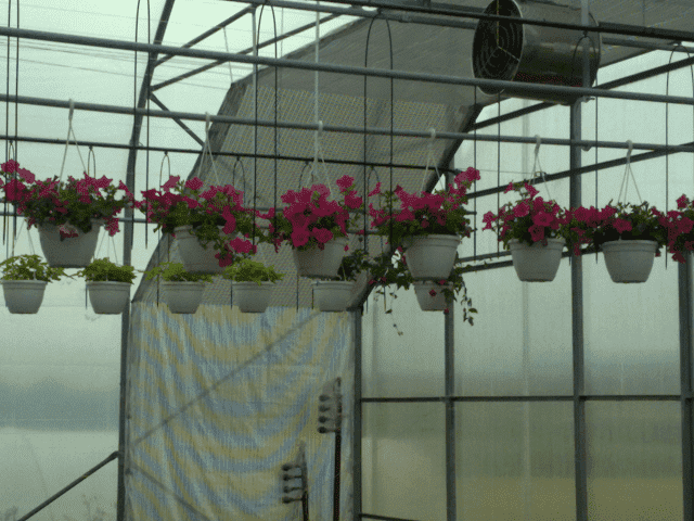 DIANT-POL POLSKA Ogrodnictwo Produkcyjne