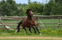 Ekologiczne Gospodarstwo Agroturystyczne Dobrzany; HOTEL DLA KONI