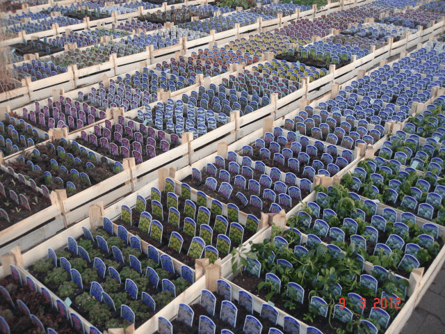 "BYLINY-ŚWIERK" ŚWIERK ADAM PRODUKCJA ROŚLIN OZDOBNYCH