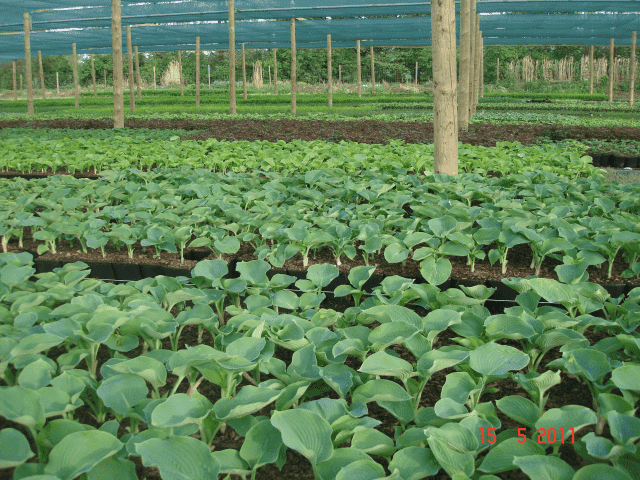 "BYLINY-ŚWIERK" ŚWIERK ADAM PRODUKCJA ROŚLIN OZDOBNYCH