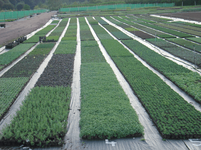 "BYLINY-ŚWIERK" ŚWIERK ADAM PRODUKCJA ROŚLIN OZDOBNYCH