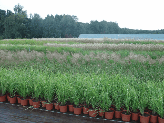 "BYLINY-ŚWIERK" ŚWIERK ADAM PRODUKCJA ROŚLIN OZDOBNYCH