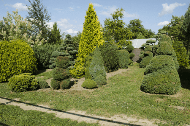 Szkółka Roślin Ozdobnych duże egzemplarze - bonsaixxl