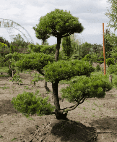 Szkółka Roślin Ozdobnych duże egzemplarze - bonsaixxl