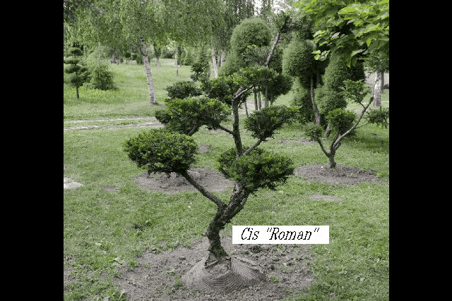 Szkółka Roślin Ozdobnych duże egzemplarze - bonsaixxl