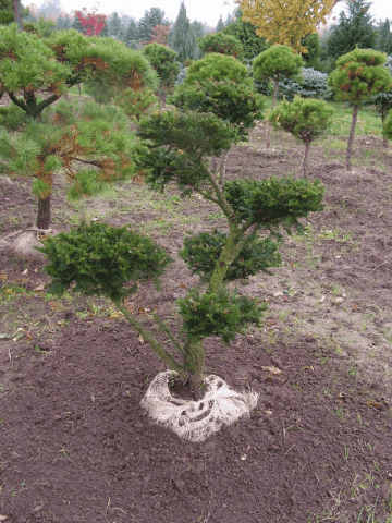 Szkółka Roślin Ozdobnych duże egzemplarze - bonsaixxl