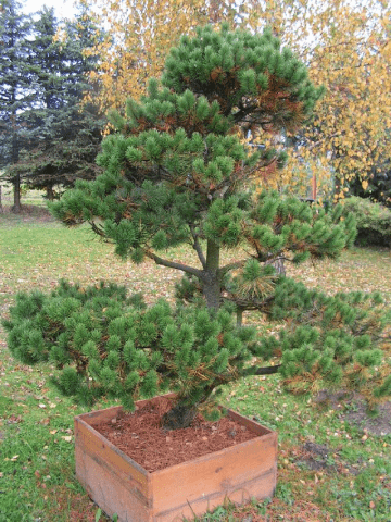 Szkółka Roślin Ozdobnych duże egzemplarze - bonsaixxl