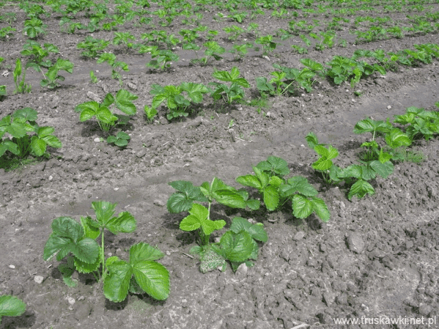 GOSPODARSTWO SZKÓŁKARSKIE "TOMPLANT" ŁUKASZ I STANISŁAW TOMCZYK