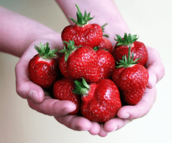 GOSPODARSTWO SZKÓŁKARSKIE "TOMPLANT" ŁUKASZ I STANISŁAW TOMCZYK