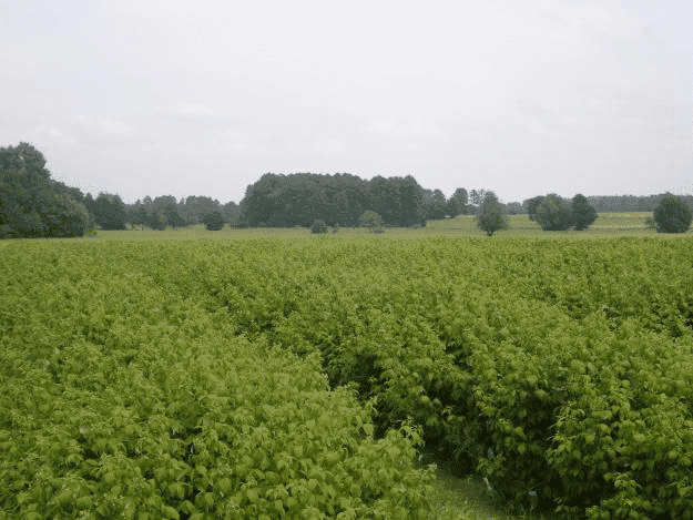 GOSPODARSTWO SZKÓŁKARSKIE "TOMPLANT" ŁUKASZ I STANISŁAW TOMCZYK
