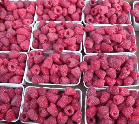 GOSPODARSTWO SZKÓŁKARSKIE "TOMPLANT" ŁUKASZ I STANISŁAW TOMCZYK