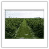 Gospodarstwo Szkółkarsko-Ogrodnicze Edyta i Sylwester Tarkowscy