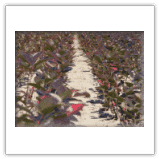 Gospodarstwo Szkółkarsko-Ogrodnicze Edyta i Sylwester Tarkowscy