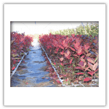 Gospodarstwo Szkółkarsko-Ogrodnicze Edyta i Sylwester Tarkowscy