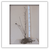 Gospodarstwo Szkółkarsko-Ogrodnicze Edyta i Sylwester Tarkowscy