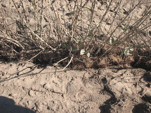 Szkółki drzewek i krzewów owocowych Machaj mgr.inż. Piotr Machaj