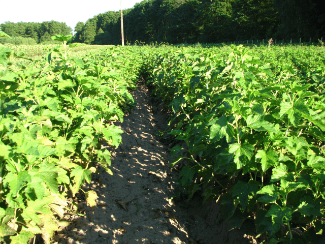 Szkółki drzewek i krzewów owocowych Machaj mgr.inż. Piotr Machaj
