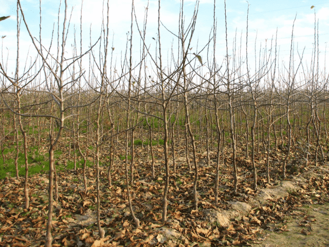 Szkółki drzewek i krzewów owocowych Machaj mgr.inż. Piotr Machaj