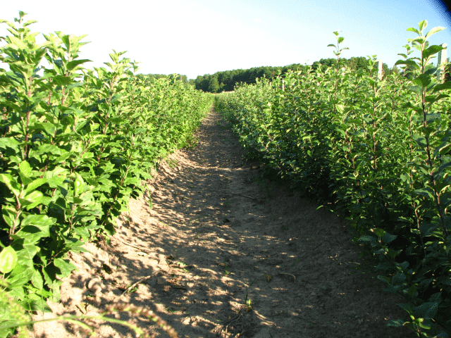 Szkółki drzewek i krzewów owocowych Machaj mgr.inż. Piotr Machaj