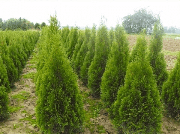 Marek Hubczuk.Szkółka drzew i krzewów