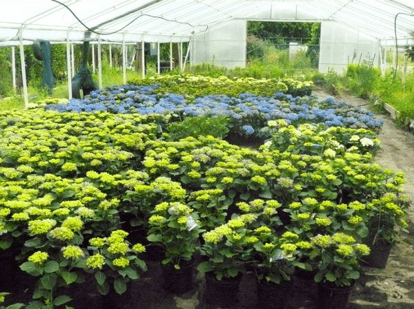 Marek Hubczuk.Szkółka drzew i krzewów