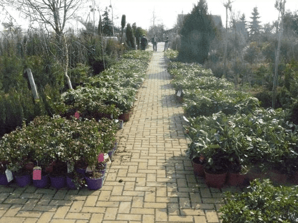 Marek Hubczuk.Szkółka drzew i krzewów