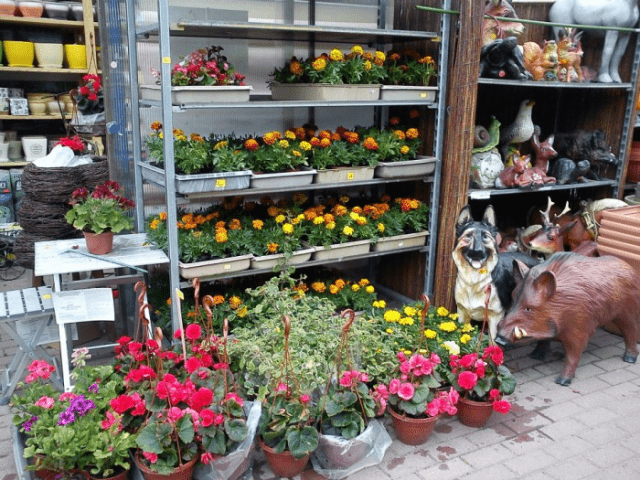 CENTRUM OGRODNICZE ,,ŚWIAT ROŚLIN"
