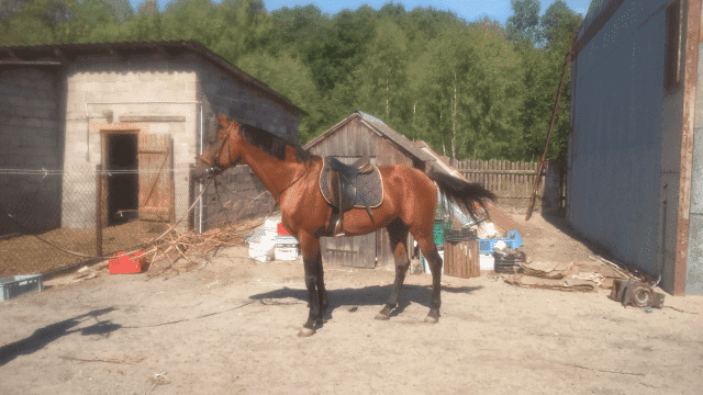 Jerzy Borkowski P.P.H.U. "JERZYK"

 Stadnina Koni Fryszerka