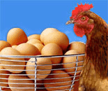 Zakład Pakowania Jaj "KOMEX" Zofia Kołnierzak 