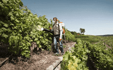 "Sochacki" Serwis Urządzeń Ogrodniczo-Leśnych  Sławomir Sochacki 