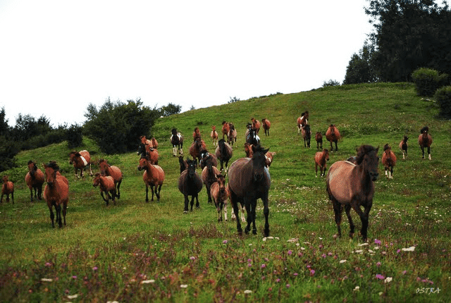 Serednie.Stadnina koni Huculskich.Smoleńscy K.W