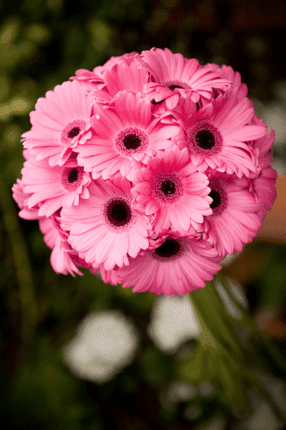 Rozmaitości Kwiatowe Kwiaciarnia Agata Bobrowicz