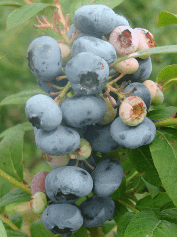 Gospodarstwo Szkółkarsko Ogrodnicze Piotr i Bożena Wójcik