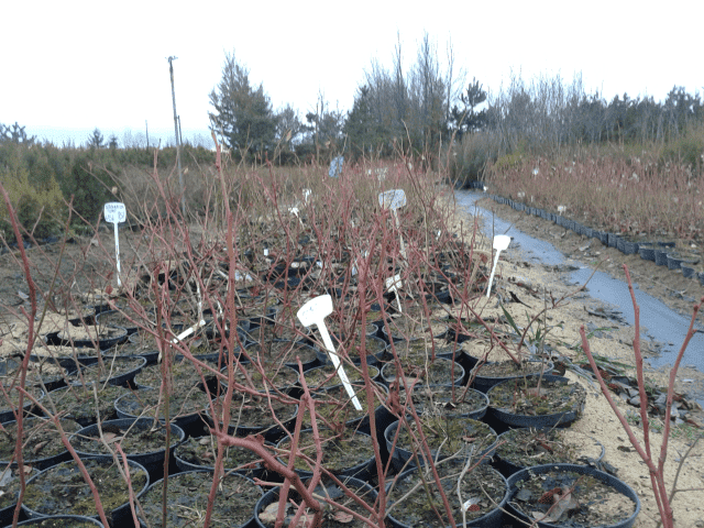 Gospodarstwo Szkółkarsko Ogrodnicze Piotr i Bożena Wójcik