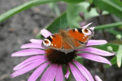 Przedsiębiorstwo Nasienne ”ROLTICO” Grażyna i Andrzej Samul