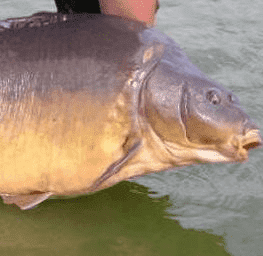 Polski Związek Wędkarski Zarząd Okręgu