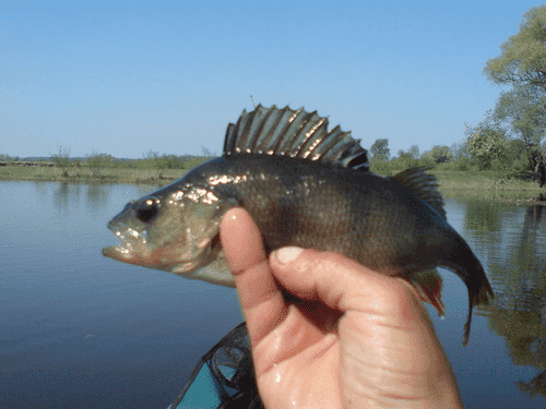 Polski Związek Wędkarski Zarząd Okręgu
